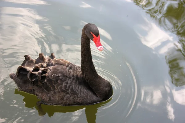 Svart svan flyter på vatten. — Stockfoto