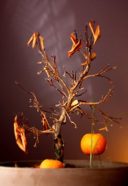 son portakal portakal ağacı ölüyor