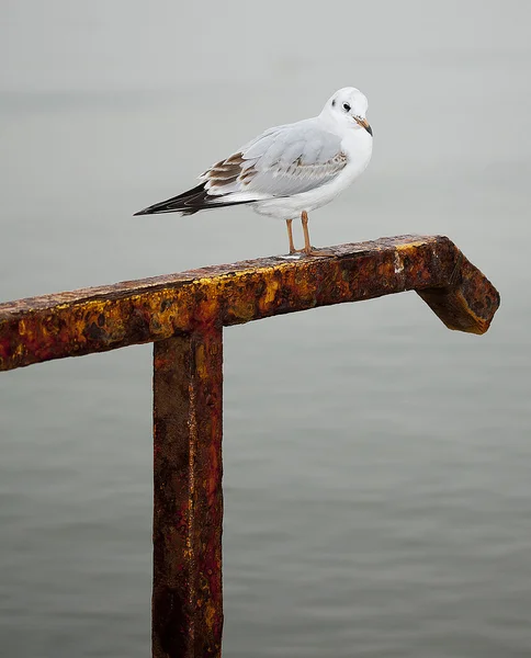 Demiryolu üzerinde oturan martı
