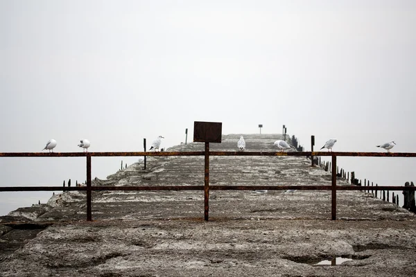 Demiryolu üzerinde oturan martılar