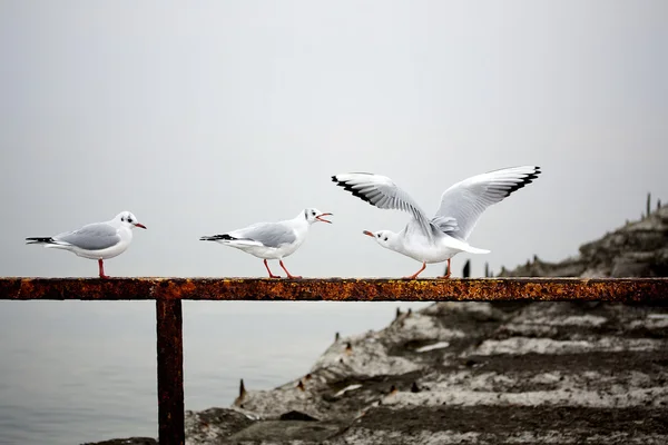 Demiryolu üzerinde oturan martı