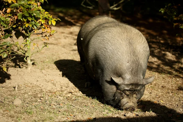 Cerdo vietnamita en ambiente natural — Foto de Stock