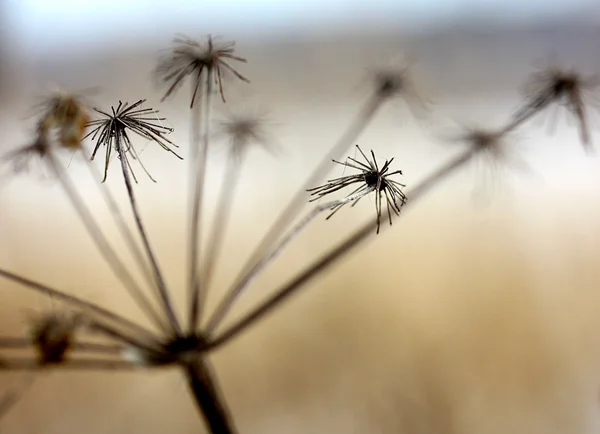 Sonbahar Kuru çiçek portre