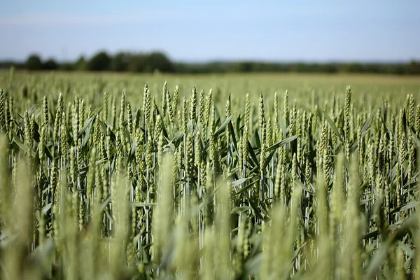 Mavi gökyüzü ile yeşil kırpma alanı