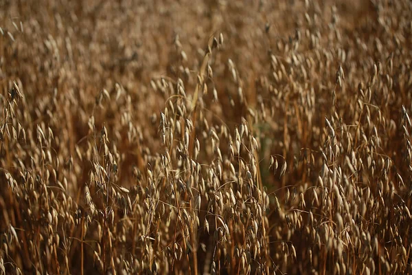 Oat field ready to harvest — Stock Photo, Image