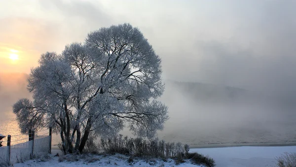 Lago congelado no inverno com árvore — Fotografia de Stock