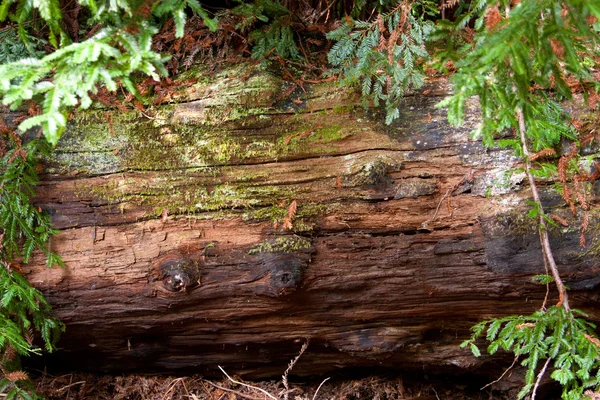 Fallna redwood träd sönderfaller i skogen — Stockfoto
