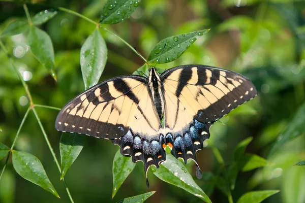 Grand papillon jaune prolonge complètement les ailes — Photo