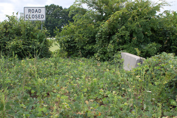 Pavement Overgrown With Kudzu Points to Road Closed Sign