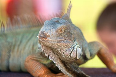 yaban hayatı göstermek ekran üzerinde büyük iguana