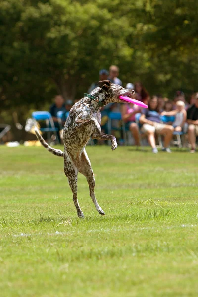 Dalmation εδάφη μετά από το άλμα και να πιάσει το frisbee στο στόμα — Φωτογραφία Αρχείου