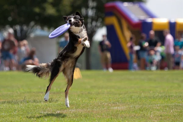 Cão pega Frisbee e pendura — Fotografia de Stock