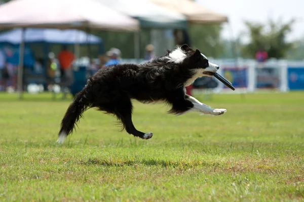 Σκύλος πηγαίνει airborn να πιάσει το frisbee στο στόμα — Φωτογραφία Αρχείου