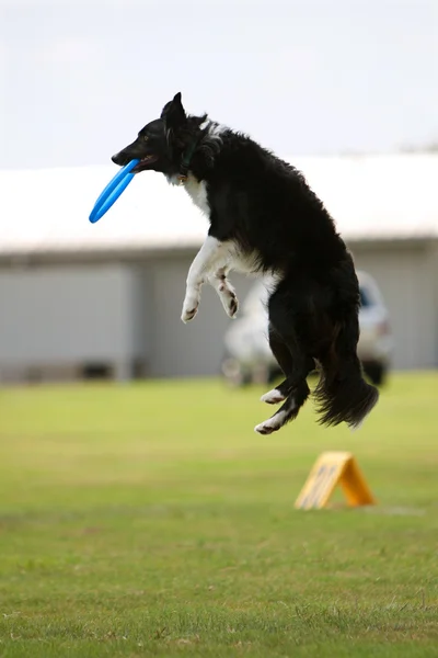 Hunden hoppar och fångar frisbee i mun — Stockfoto