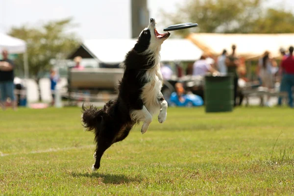 Cão salta e abre a boca para pegar frisbee — Fotografia de Stock