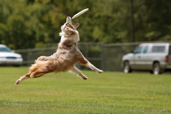 Dog Jumps To Catch Frisbee In Mouth — Stock Photo, Image