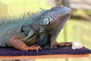 yaban hayatı göstermek büyük iguana muz yemek hazırlar.