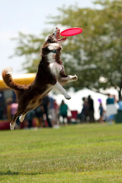 Pes skočí a otevře ústa k zachycení frisbee — Stock fotografie