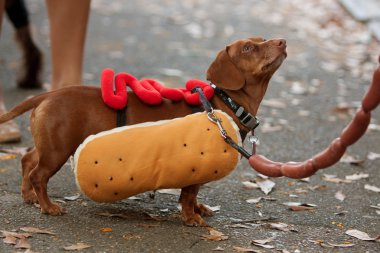 Dachshund sosisli kılık Cadılar Bayramı için giyinmiş.