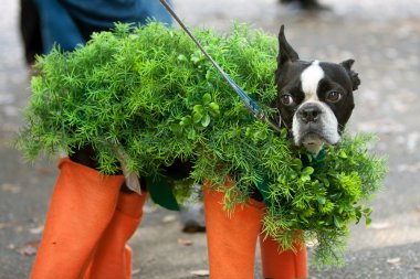 Dog Dressed In Chia Pet Costume For Halloween clipart