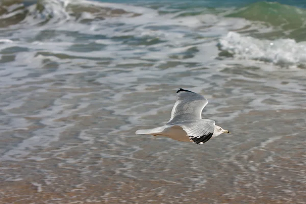 海鸥低柔顺的佛罗里达海滩 — 图库照片