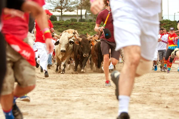 Άνθρωποι τρέχουν παράλληλα με ταύρους stampeding σε μοναδική γεωργία εκδήλωση — Φωτογραφία Αρχείου