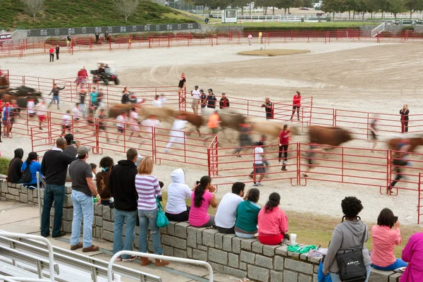 Motion Blur Of People Running With Bulls As Spectators Watch — Stock Photo, Image