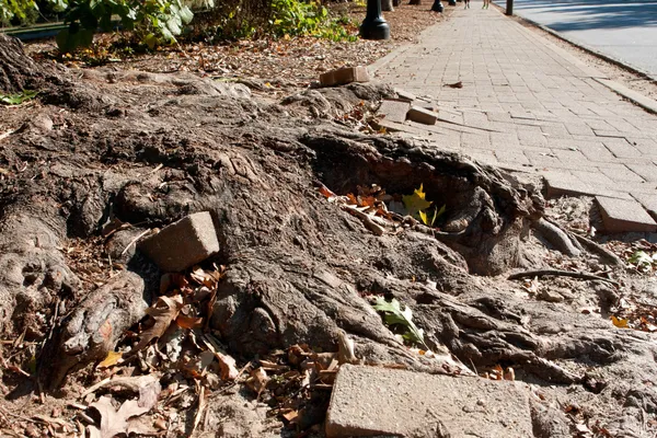 Maciça árvore raiz empurra através de tijolo sólido calçada — Fotografia de Stock