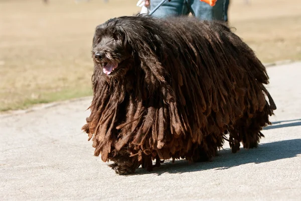 Bergamasco İtalyan çoban köpeği dreadlocks ile parka doğru yürüyor