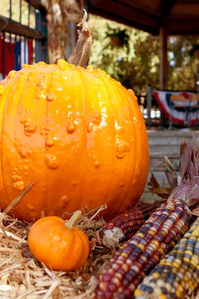 Pumpor och indiska majs gör färgstarka hösten visas — Stockfoto