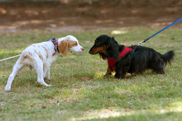 Dos lindos perros olfatear y comprobar el uno al otro — Foto de Stock