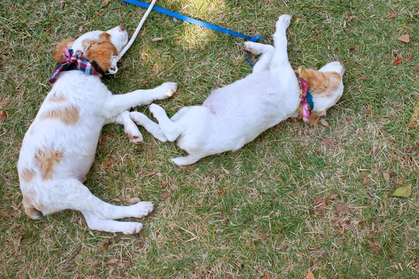 Two Cute Puppies Nap On Grass