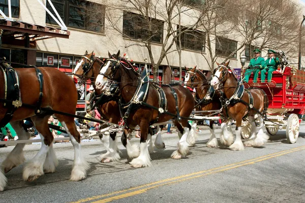 Budweiser Clydesdales Trot nella parata di St. Patrick — Foto Stock