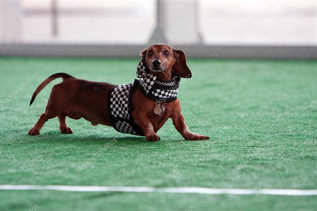 Checkered flag clearance outfit