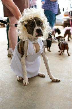 köpek giyer marilyn monroe kostüm Yarışması'nda