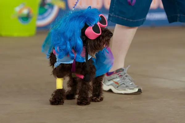 Pes nosí lady gaga kostým na festivalu — Stock fotografie