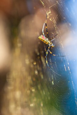 Large Joro spider builds massive spider web in backyard of Georgia residence.