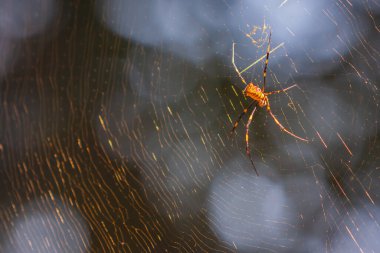 Huge yellow spider rests on giant web it built in backyard of residence.