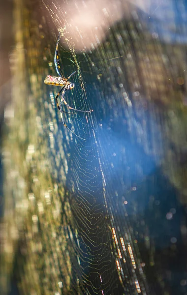 Large Joro Spider Builds Massive Spider Web Backyard Georgia Residence — Stock Fotó