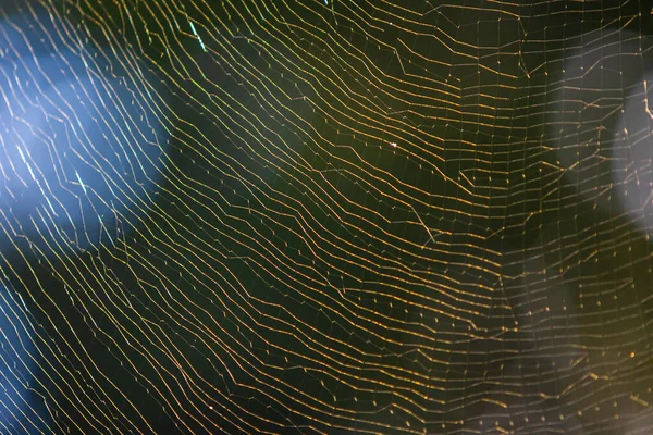 Massive Joro Spider Web Glistens Backlight Sunshine Georgia Backyard —  Fotos de Stock