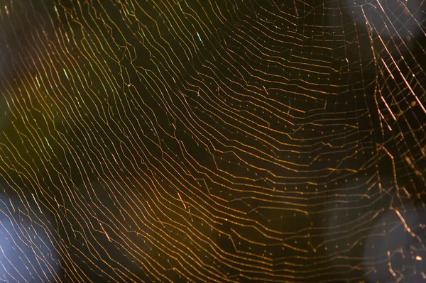 Huge Spider Web Georgia Backyard Backlit Sun — Stock Fotó