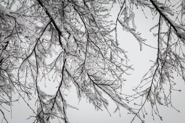 Fresh snow clings to thin tree limbs in rare metro Atlanta snowstorm.