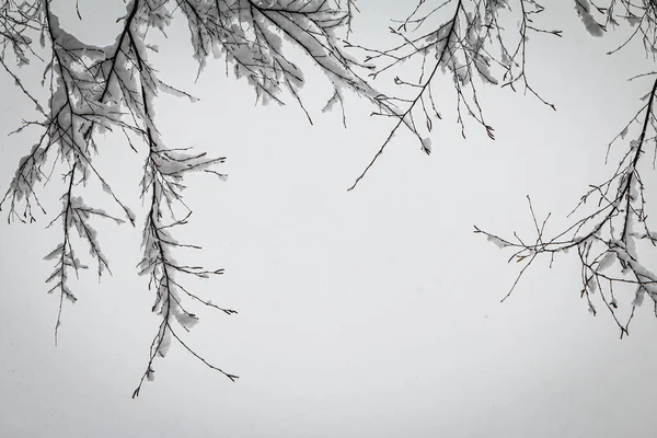 Fresh Snow Clings Thin Tree Limbs Rare Metro Atlanta Snowstorm —  Fotos de Stock