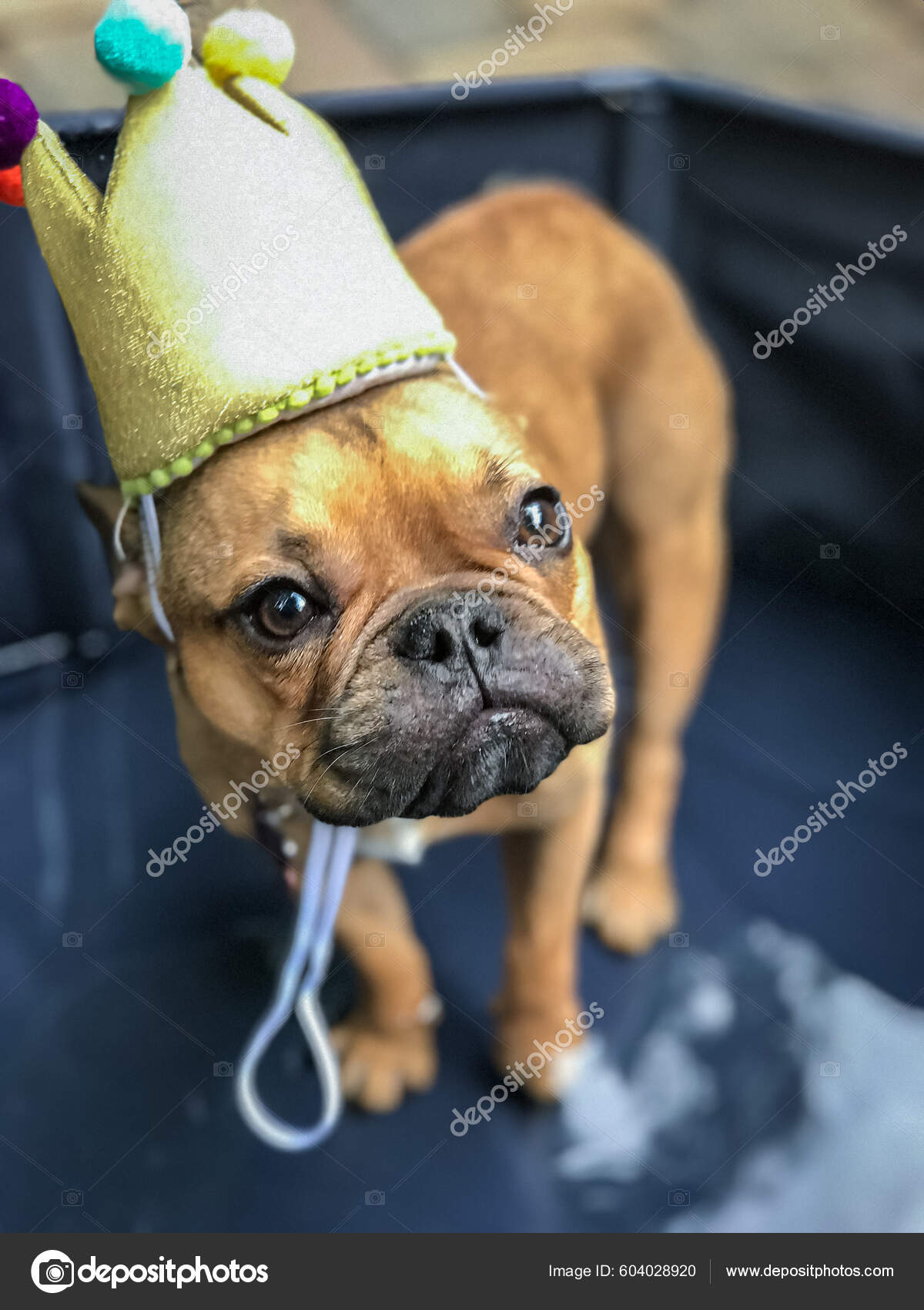 French bulldog cheap birthday hat