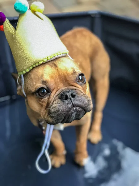 Closeup French Bulldog Puppy Wearing Birthday Hat Celebrate His First — 图库照片