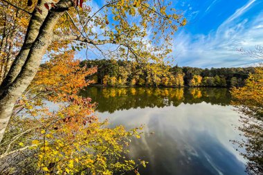 Beautiful fall colors stand out in a wooded area around a Georgia lake against a cobalt blue sky.
