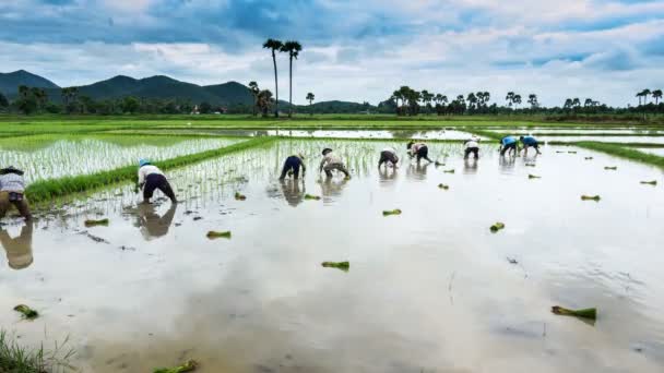 タイの農場の田植え作業時間経過農家 — ストック動画