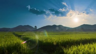 kırsal ve güzel günbatımı Tayland pirinç grupta