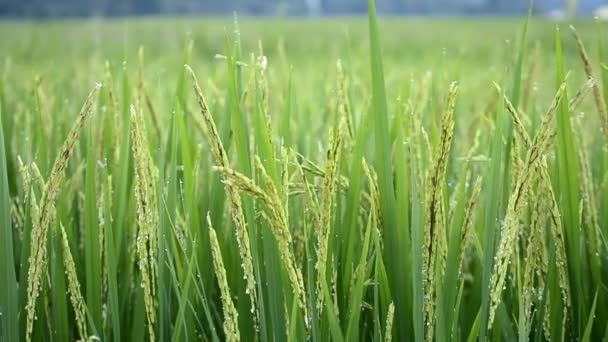 Rice Farm Blowing In Wind Of Thailand — Stock Video