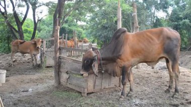 chiang mai Tayland ülke grubundaki ineklerin grubu